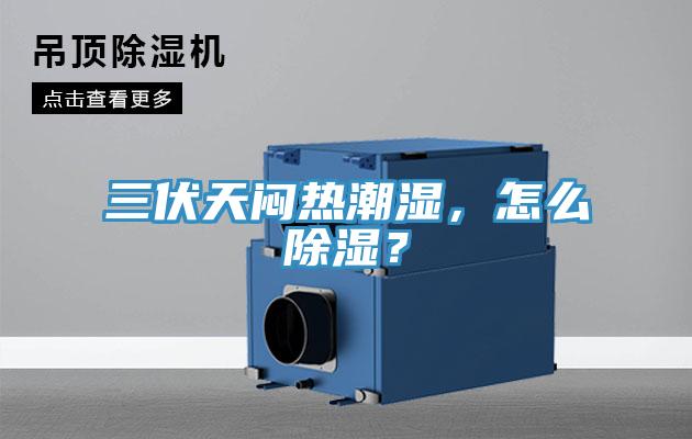 三伏天悶熱潮濕，怎么除濕？